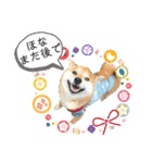 柴犬 ねねちゃん（個別スタンプ：30）