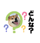 柴犬 ねねちゃん（個別スタンプ：31）