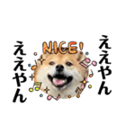 柴犬 ねねちゃん（個別スタンプ：32）