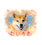 柴犬 ねねちゃん（個別スタンプ：35）