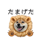 柴犬 ねねちゃん（個別スタンプ：38）