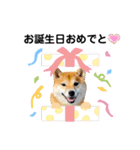 柴犬 ねねちゃん（個別スタンプ：39）