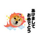 柴犬 ねねちゃん（個別スタンプ：40）