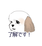 Stickers_Shih Tzu_b シーズースタンプ（個別スタンプ：10）