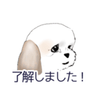 Stickers_Shih Tzu_b シーズースタンプ（個別スタンプ：11）