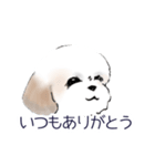 Stickers_Shih Tzu_b シーズースタンプ（個別スタンプ：13）