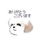 Stickers_Shih Tzu_b シーズースタンプ（個別スタンプ：14）