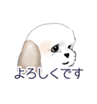 Stickers_Shih Tzu_b シーズースタンプ（個別スタンプ：17）