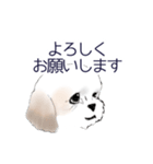 Stickers_Shih Tzu_b シーズースタンプ（個別スタンプ：19）