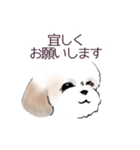 Stickers_Shih Tzu_b シーズースタンプ（個別スタンプ：20）