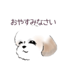 Stickers_Shih Tzu_b シーズースタンプ（個別スタンプ：21）