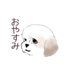 Stickers_Shih Tzu_b シーズースタンプ（個別スタンプ：22）