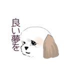 Stickers_Shih Tzu_b シーズースタンプ（個別スタンプ：23）