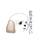 Stickers_Shih Tzu_b シーズースタンプ（個別スタンプ：24）