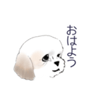 Stickers_Shih Tzu_b シーズースタンプ（個別スタンプ：25）