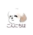 Stickers_Shih Tzu_b シーズースタンプ（個別スタンプ：27）