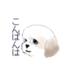 Stickers_Shih Tzu_b シーズースタンプ（個別スタンプ：28）