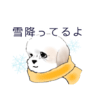 Stickers_Shih Tzu_b シーズースタンプ（個別スタンプ：30）