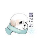 Stickers_Shih Tzu_b シーズースタンプ（個別スタンプ：32）