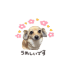 おこまめ敬語スタンプ（個別スタンプ：11）