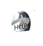 CAT RUU 2（個別スタンプ：3）