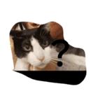 CAT RUU 2（個別スタンプ：4）