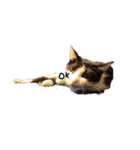 CAT RUU 2（個別スタンプ：5）