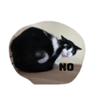 CAT RUU 2（個別スタンプ：7）