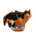 CAT RUU 2（個別スタンプ：10）