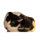 CAT RUU 2（個別スタンプ：11）
