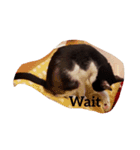 猫のるうよ！（個別スタンプ：1）