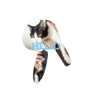 猫のるうよ！（個別スタンプ：3）