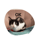 猫のるうよ！（個別スタンプ：4）