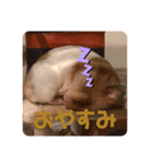 ハムみーちゃん半年記念スタンプ（個別スタンプ：4）
