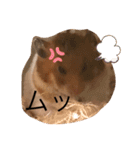 ハムみーちゃん半年記念スタンプ（個別スタンプ：10）