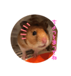ハムみーちゃん半年記念スタンプ（個別スタンプ：14）