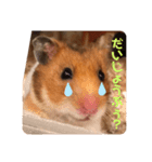 ハムみーちゃん半年記念スタンプ（個別スタンプ：15）