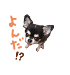 吉永犬わんわん（個別スタンプ：2）