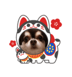 吉永犬わんわん（個別スタンプ：8）