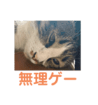 駄猫トマトの格ゲー挨拶スタンプ（個別スタンプ：12）