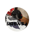 あのこのスタンプ（個別スタンプ：11）
