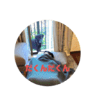 あのこのスタンプ（個別スタンプ：22）