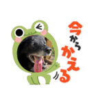 あのこのスタンプ（個別スタンプ：37）
