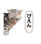 ニャンキーズ3（個別スタンプ：7）