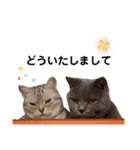 ニャンキーズ3（個別スタンプ：9）