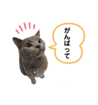 ニャンキーズ3（個別スタンプ：22）