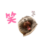ニャンキーズ3（個別スタンプ：30）