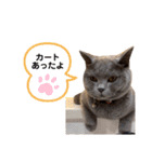 ニャンキーズ3（個別スタンプ：38）