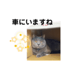 ニャンキーズ3（個別スタンプ：39）
