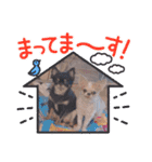 吉永犬わんワン（個別スタンプ：12）